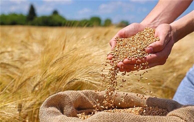 واریز 11 هزار میلیارد تومان به حساب 23 هزار گندم‌کار با عاملیت بانک کشاورزی