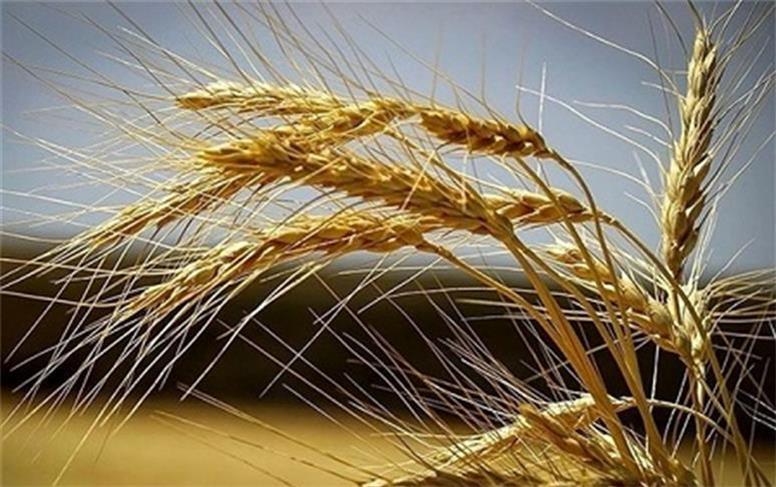 کارسازی ۷۳ همت دیگر از وجوه گندم در بانک کشاورزی/ پرداخت مطالبات گندمکاران به ۳۴۶ همت رسید