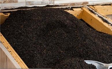 افزایش ۱۰ درصدی صادرات چای؛ رشد قیمت جهانی و تقویت جایگاه چای ایرانی