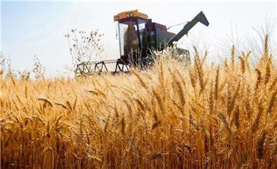 آیا دولت به جای افزایش قیمت گندم، قرار است یارانه بدهد؟